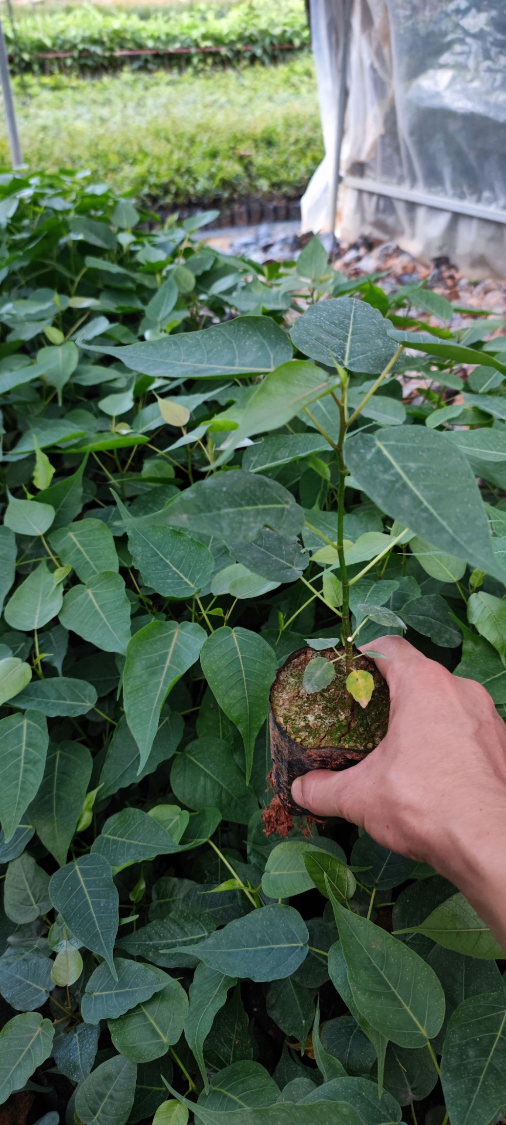 菩提榕樹苗金剛菩提樹苗庭院綠化菩提子樹佛教圣樹樹平安樹