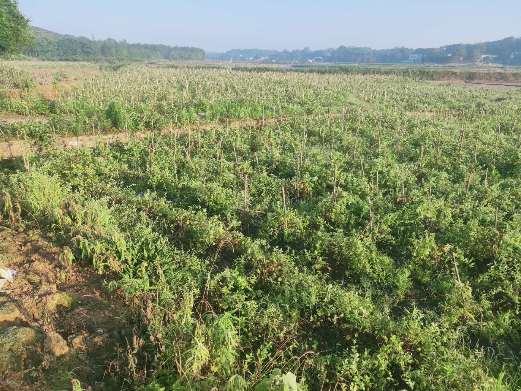 苗圃 金银花基地