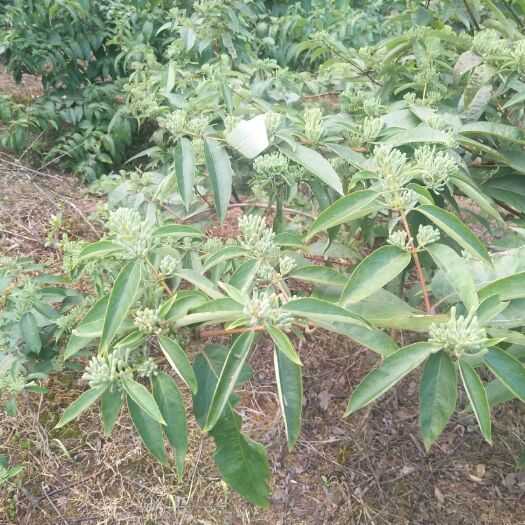 古蔺县 古蔺大山上的金银花