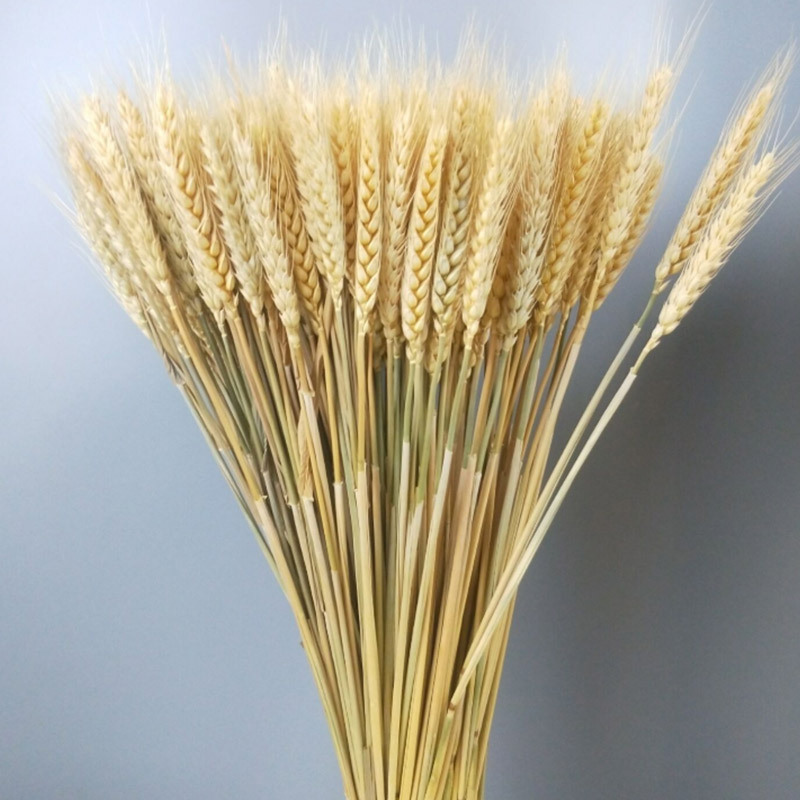 麦穗干花  基地直发大量装饰花干花小麦