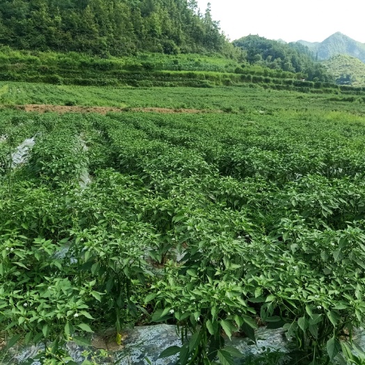 惠水县线椒 辣椒
