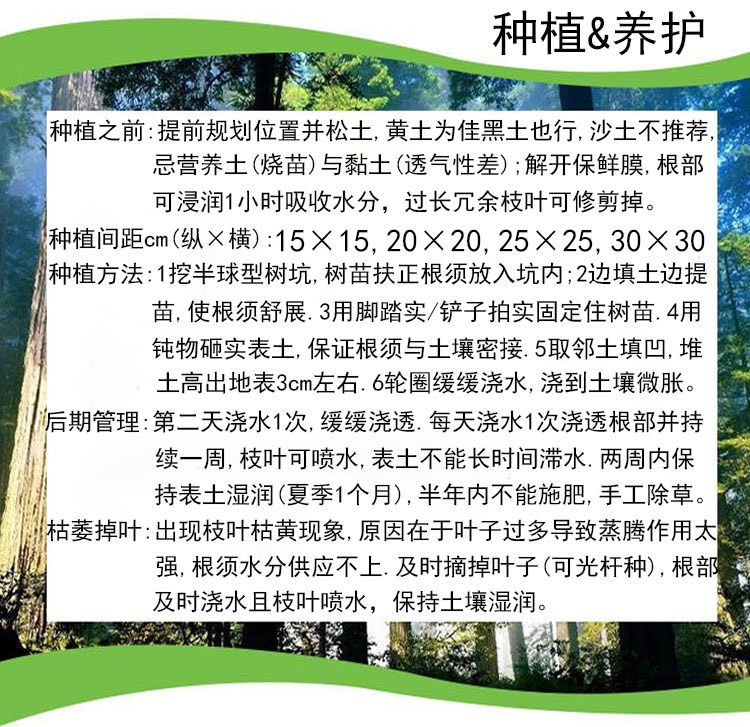 红叶石楠树苗花坛绿化布景小苗园林工程高篱笆苗庭院四季常青苗木