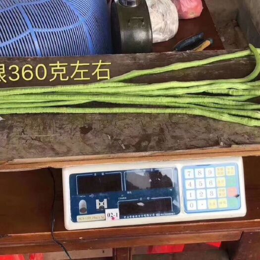 长豇豆  耐热豇豆种子彩蝶致夏豇豆种子长豆角种子华农豇豆种子