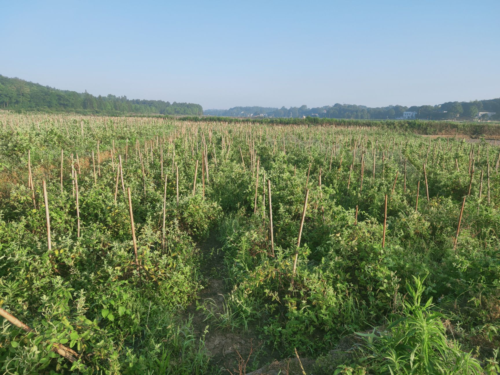 苗圃 金银花基地