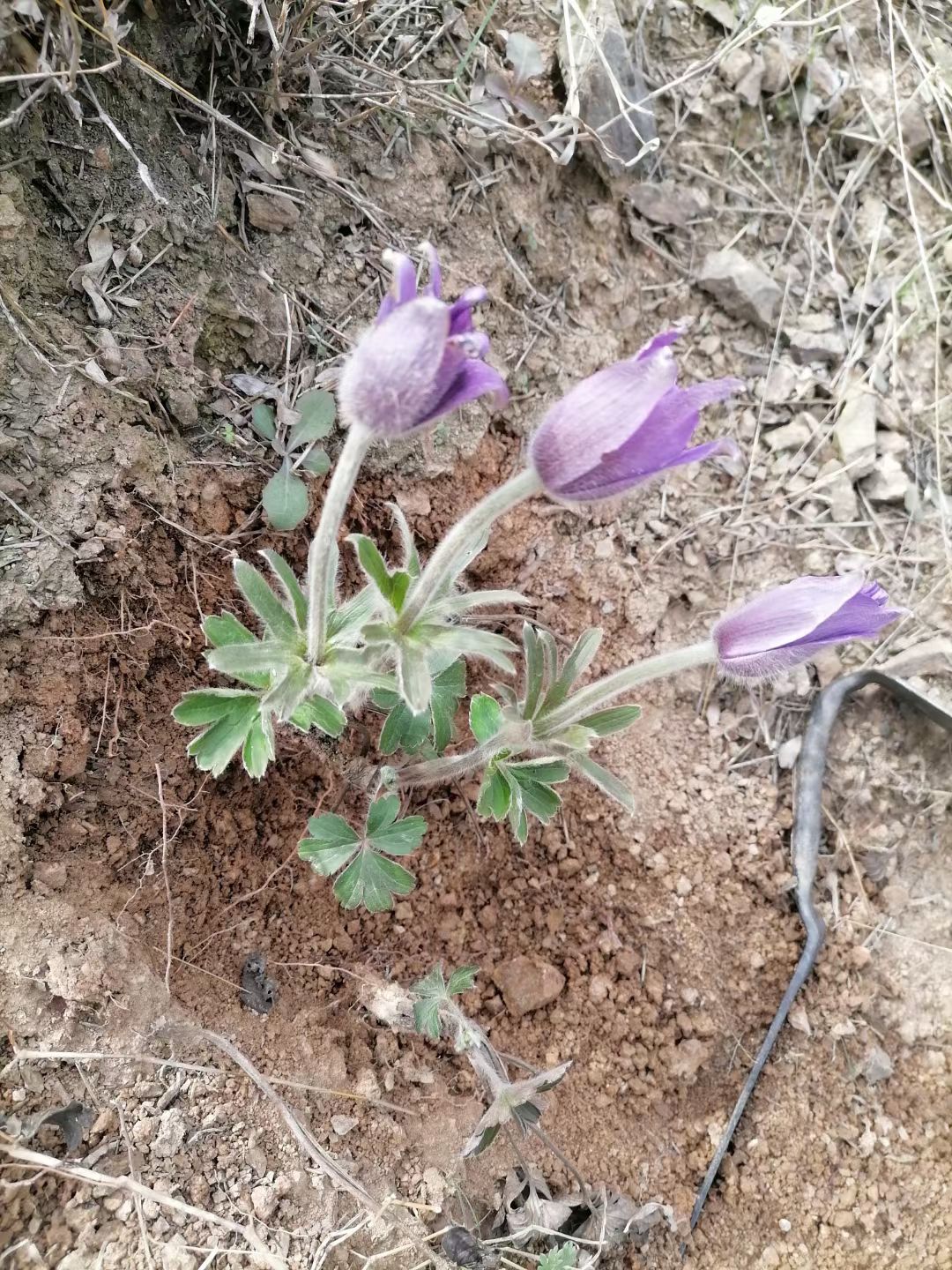 白头翁 批发 含量够产地直发