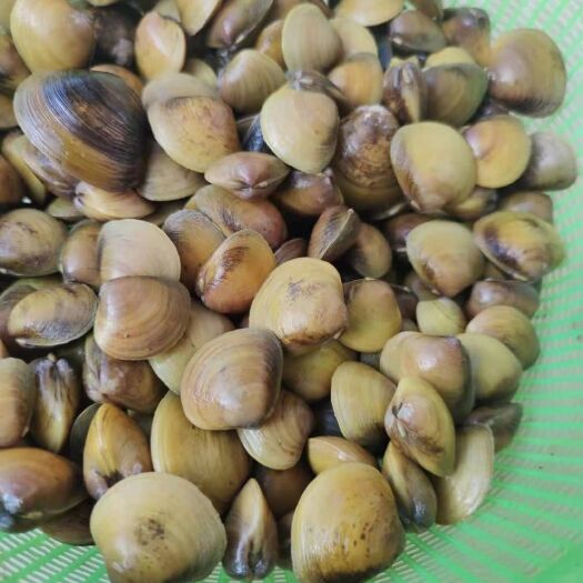 东莞市黄蚬子  现捞鲜活河蚬大量供应