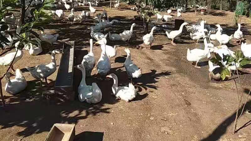 阜平县肉鹅 80天三花鹅