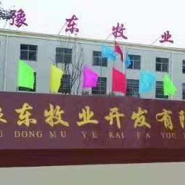 宁陵县白山羊 豫东牧业种羊销售