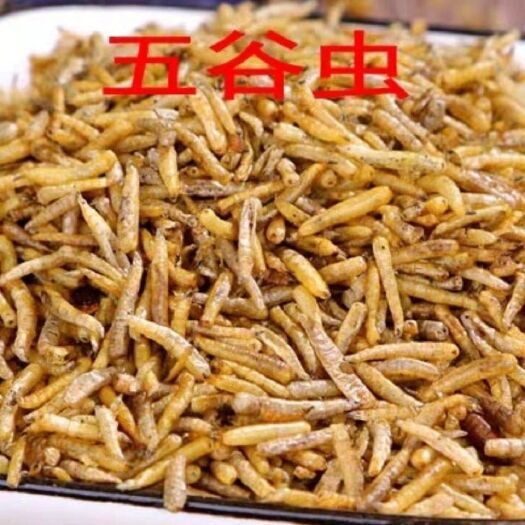 亳州中药材食用干净五谷虫 干黄金无谷虫   蛆蝇蛆干一手货源