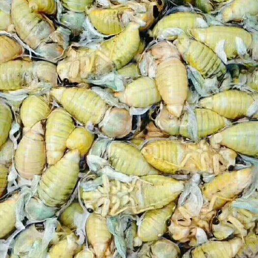 郑州 金蝉白蝉，鲜货即将大量上市