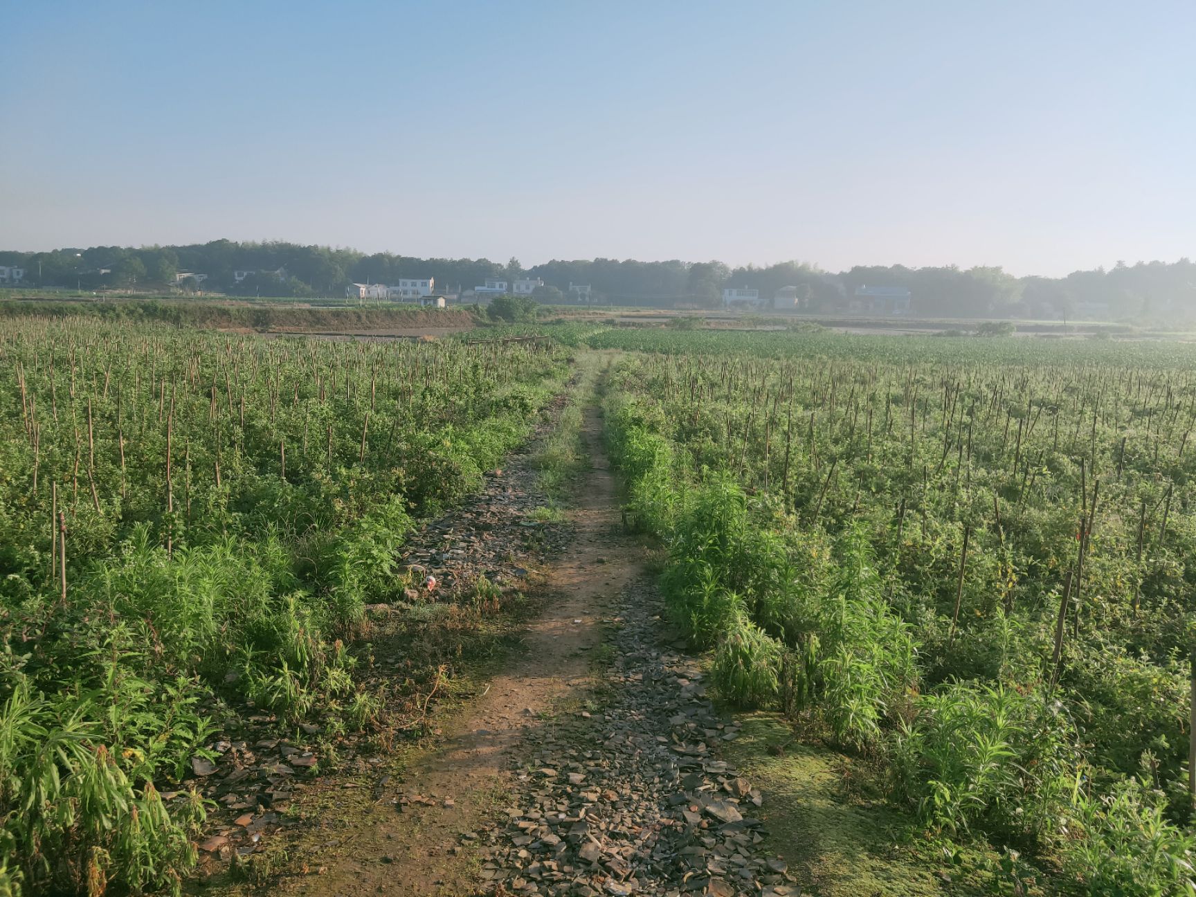 苗圃 金银花基地