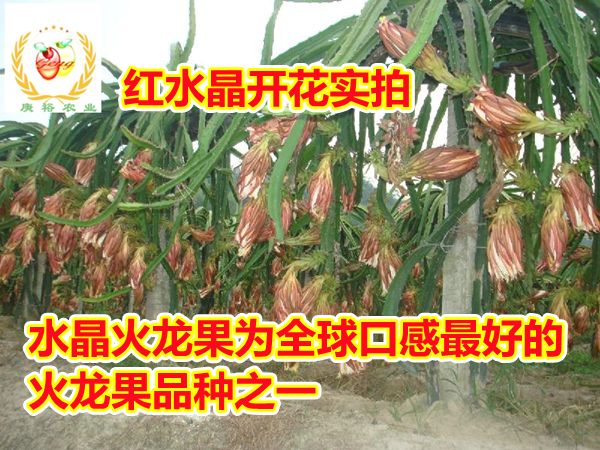 红水晶火龙果苗、优质火龙果品种、口感佳、品质超群，做精品市场