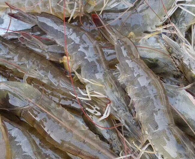 南美白对虾  鲜活海水白对虾 只做鲜活虾