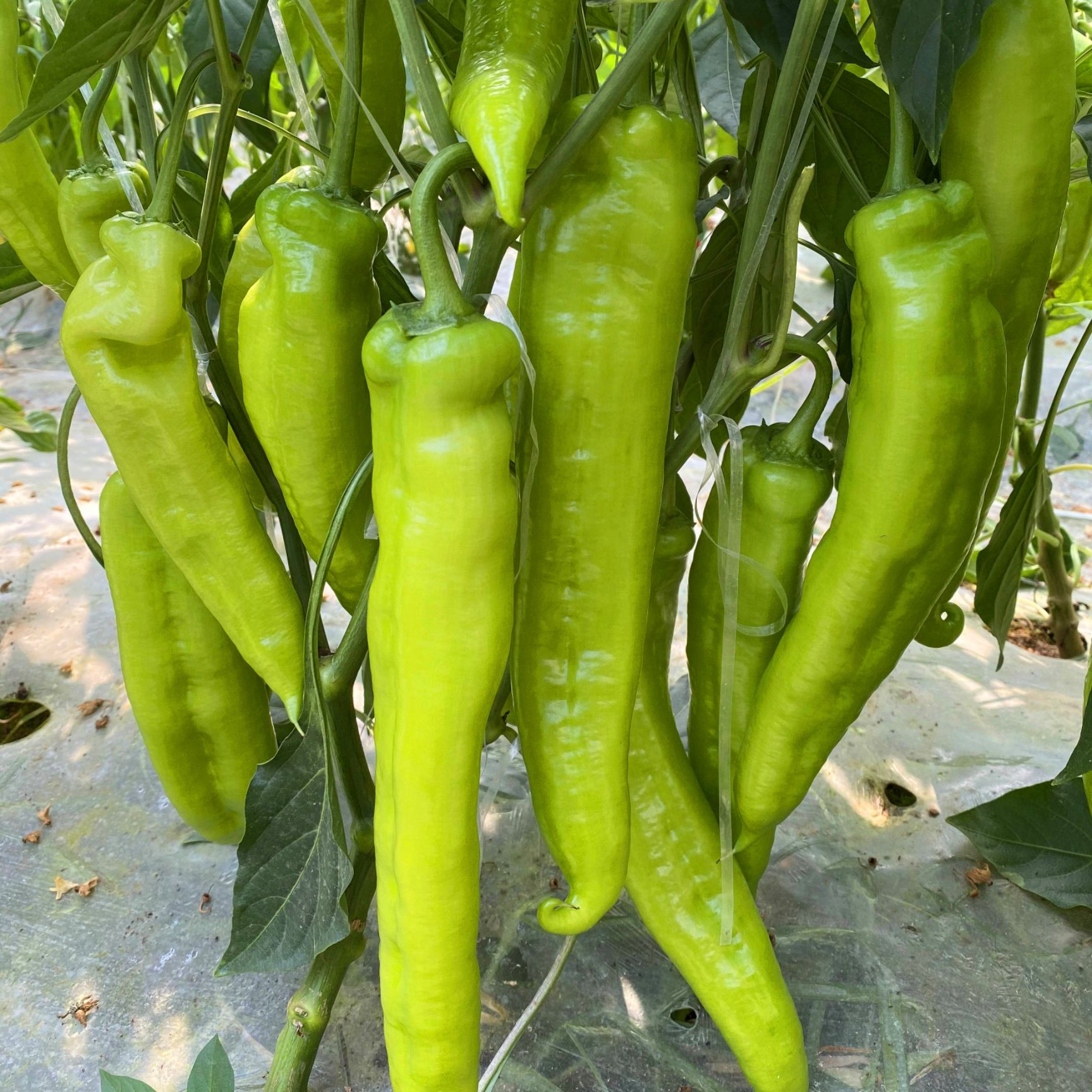 大果黄皮尖椒苗 羊角椒 牛角椒 坐果能力强 顺直好 产量高