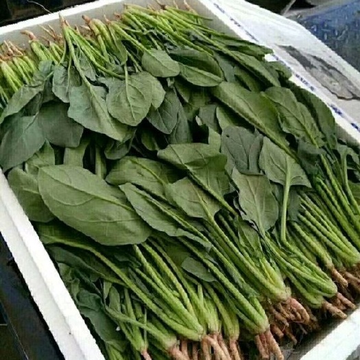 大叶菠菜 夏季内蒙菠菜