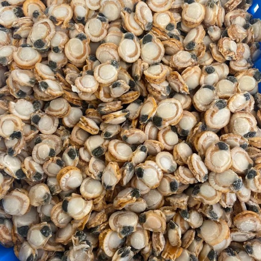 庄河市虾夷扇贝 虾夷贝小肉