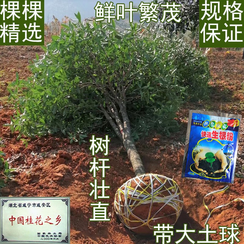 金桂桂花树大树庭院地栽浓香型八月桂室外开花浓香型绿化大工程树
