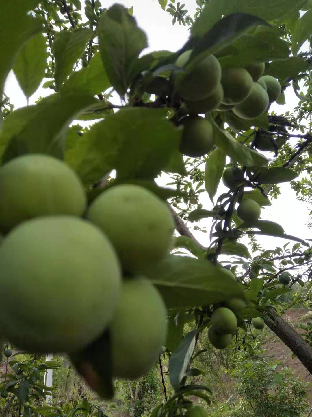 脆红李 贵州农村李