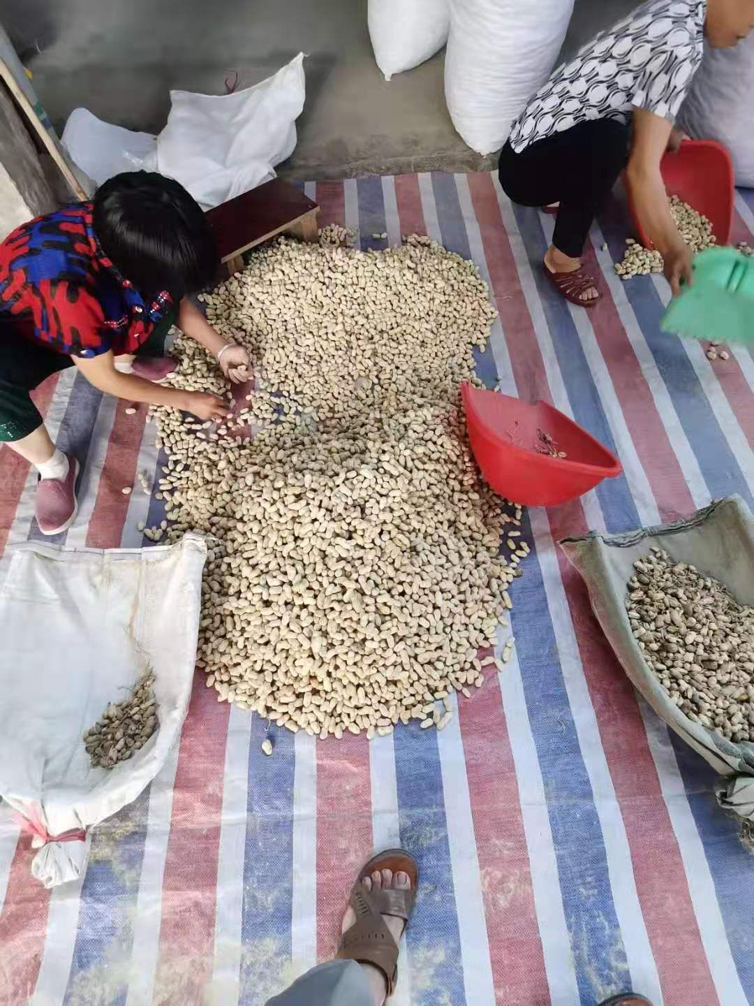 白玉花生  水煮花生