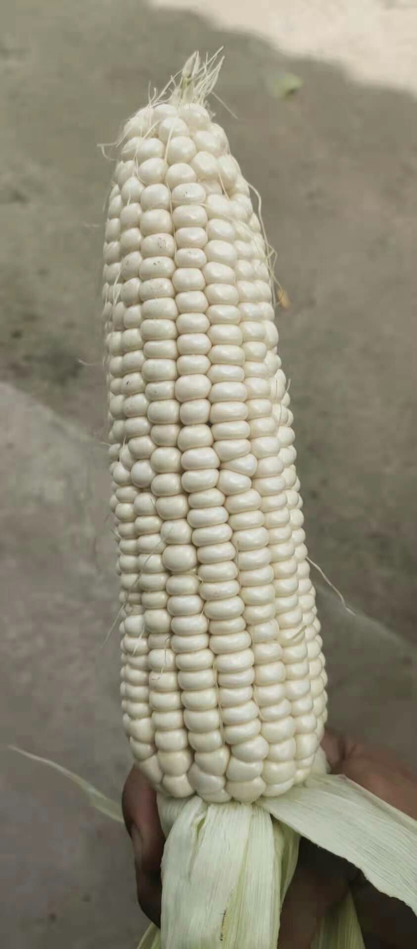 玉米 甜玉米 营养粗粮 产地直销 诚信经营