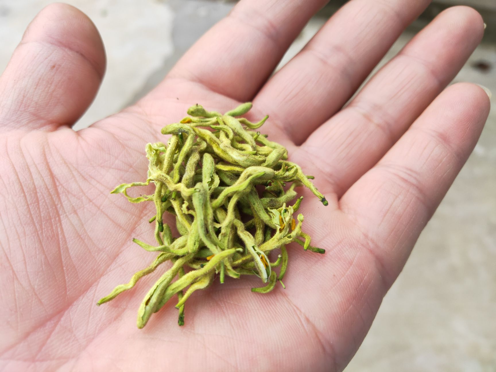 苗圃 金银花基地