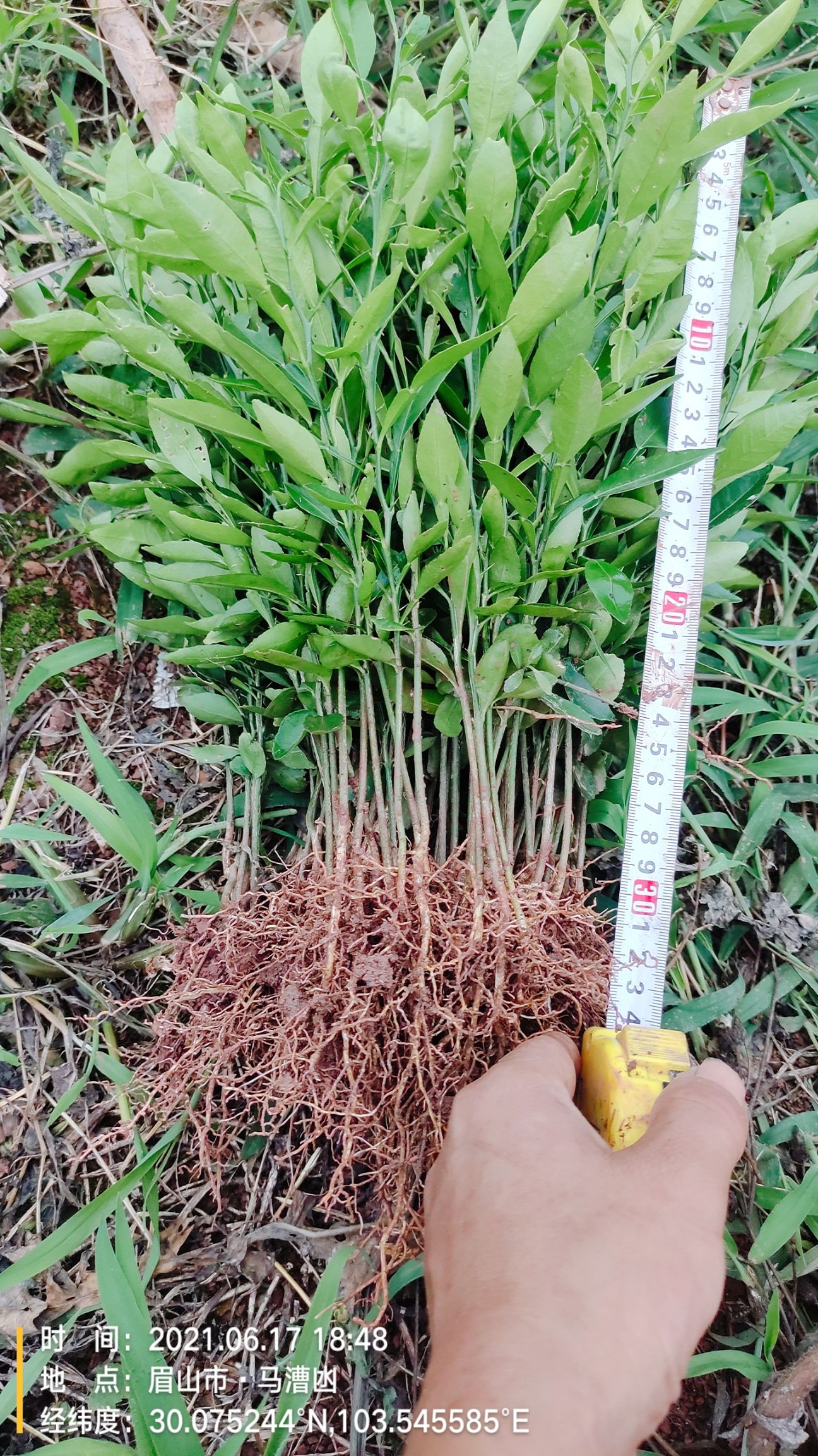 香橘苗  香橙奶苗