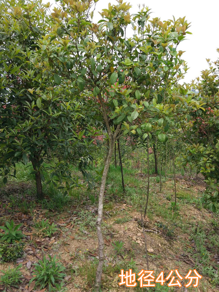 四季桂大树庭院绿化用四季开花月月桂室外地栽园林工程桂花树苗木