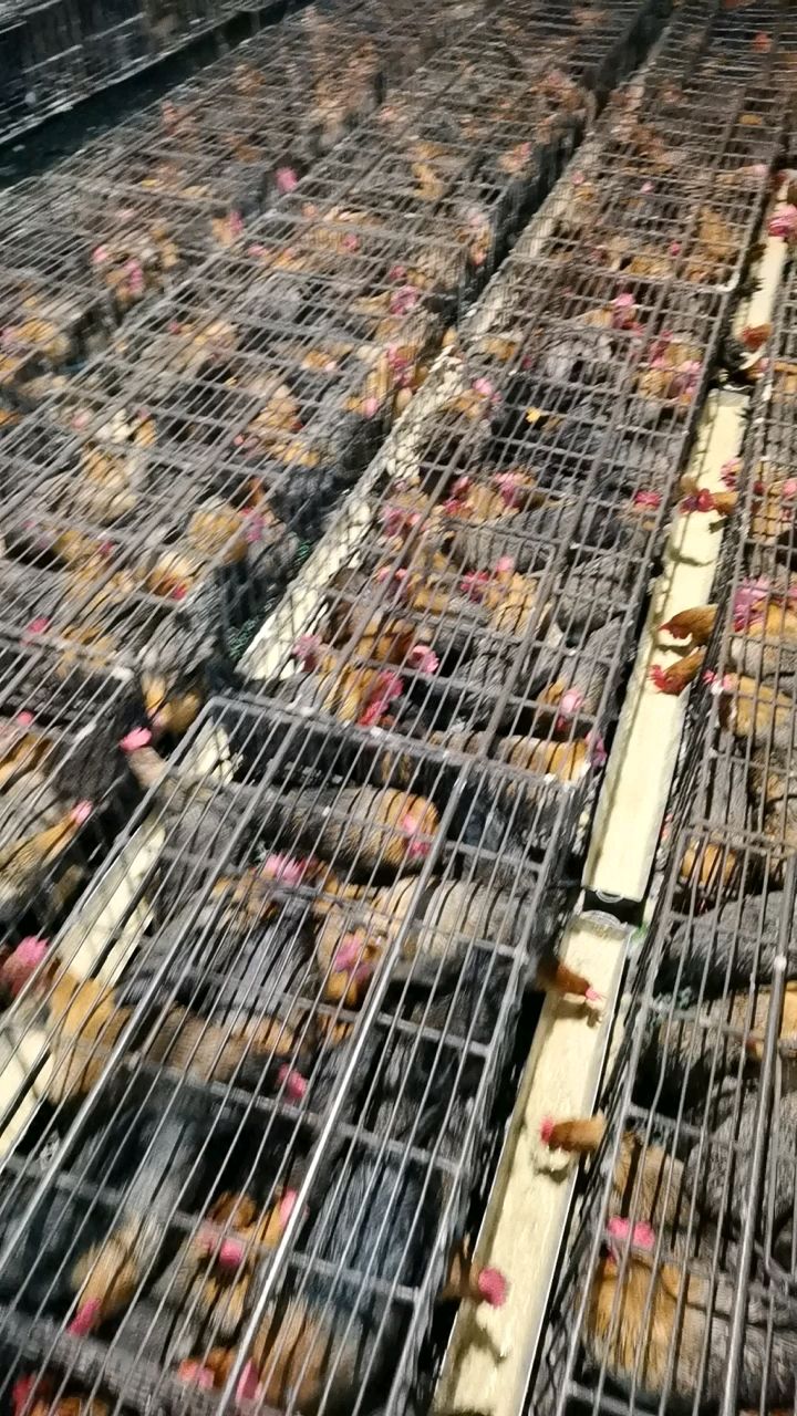 雪山草鸡黑脚鸡母鸡土鸡大量批发长期供应雪山麻鸡