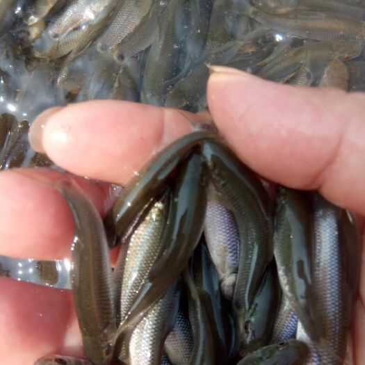 广安 草鱼苗，量大从优，欢迎订购