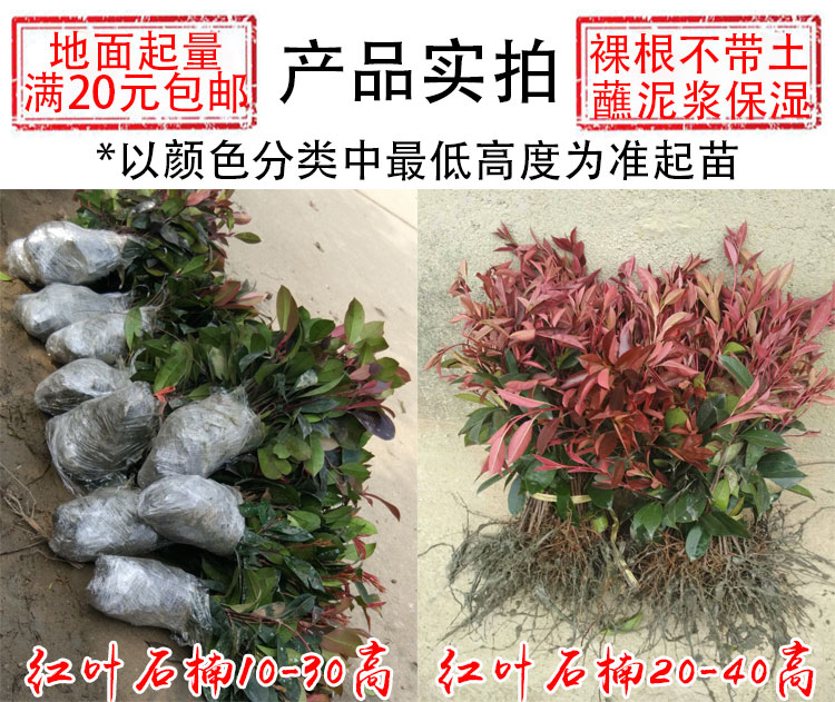 红叶石楠树苗花坛绿化布景小苗园林工程高篱笆苗庭院四季常青苗木