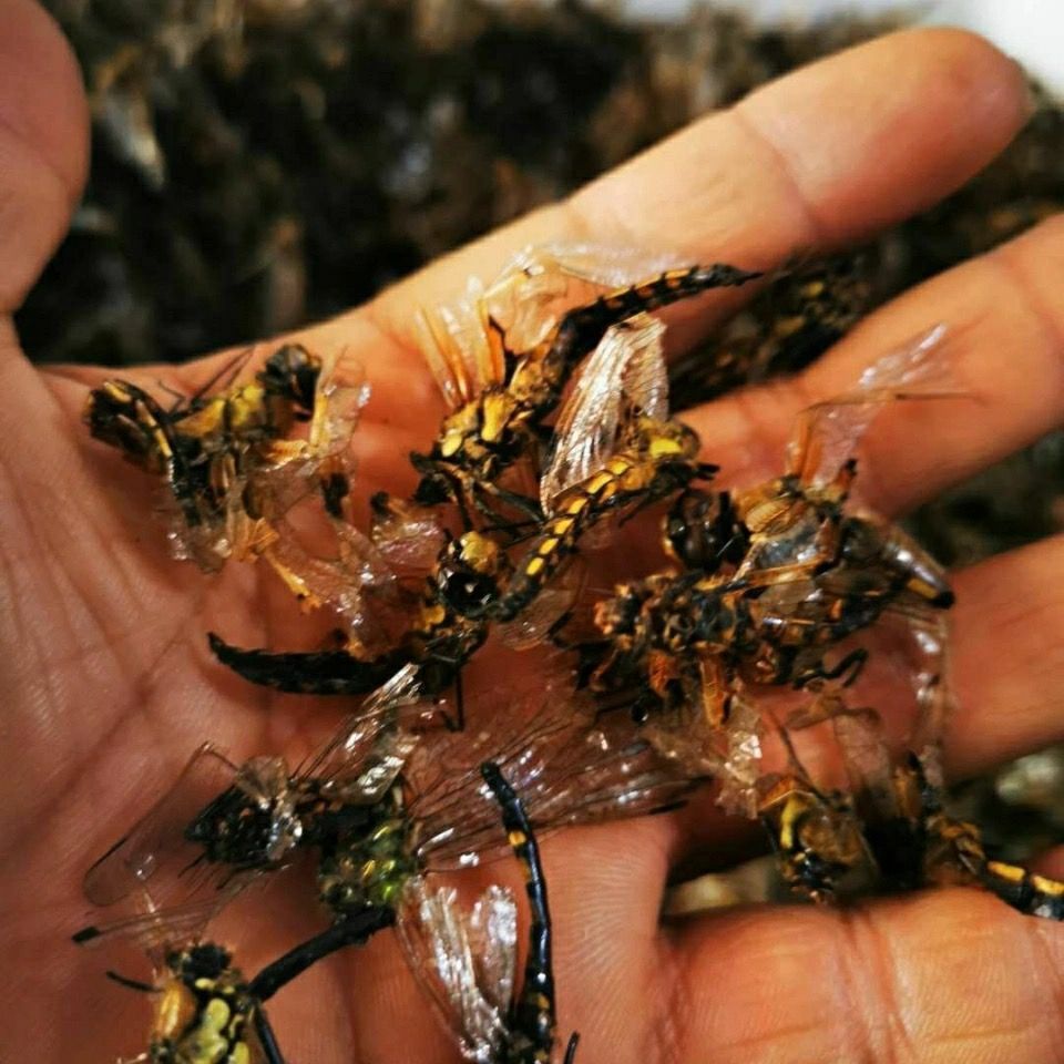 中药材 蜻蜓 黄蜻蜓 干蜻蜓  黄蜻蜓500克