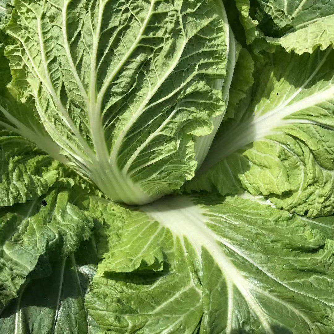 黄心大白菜  高山大白菜，耐运输  质量保证  无虫眼无烧边，