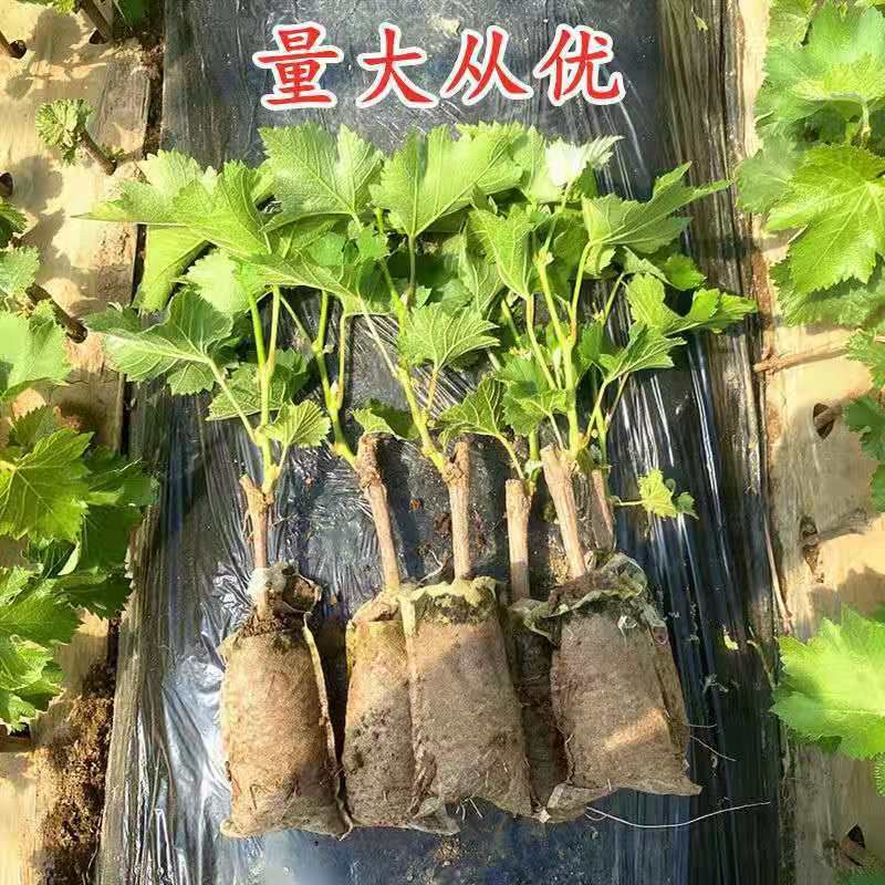 阳光玫瑰葡萄苗果树蓝宝石巨峰抗寒葡萄苗南北方种植盆栽