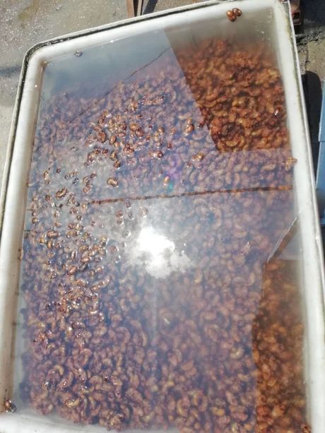 开封蝉    金蝉子