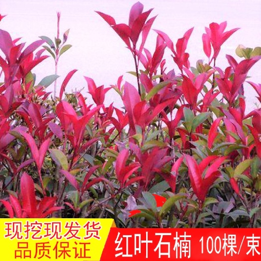 红叶石楠树苗花坛绿化布景小苗园林工程高篱笆苗庭院四季常青苗木