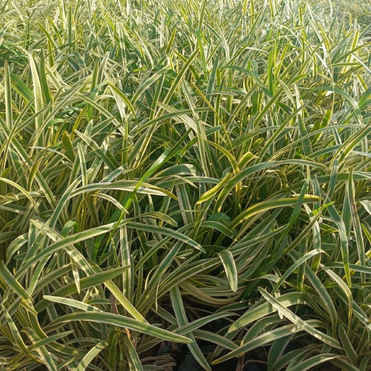 宜良县金边麦冬花 苗圃常年供应各种规格金边麦冬草