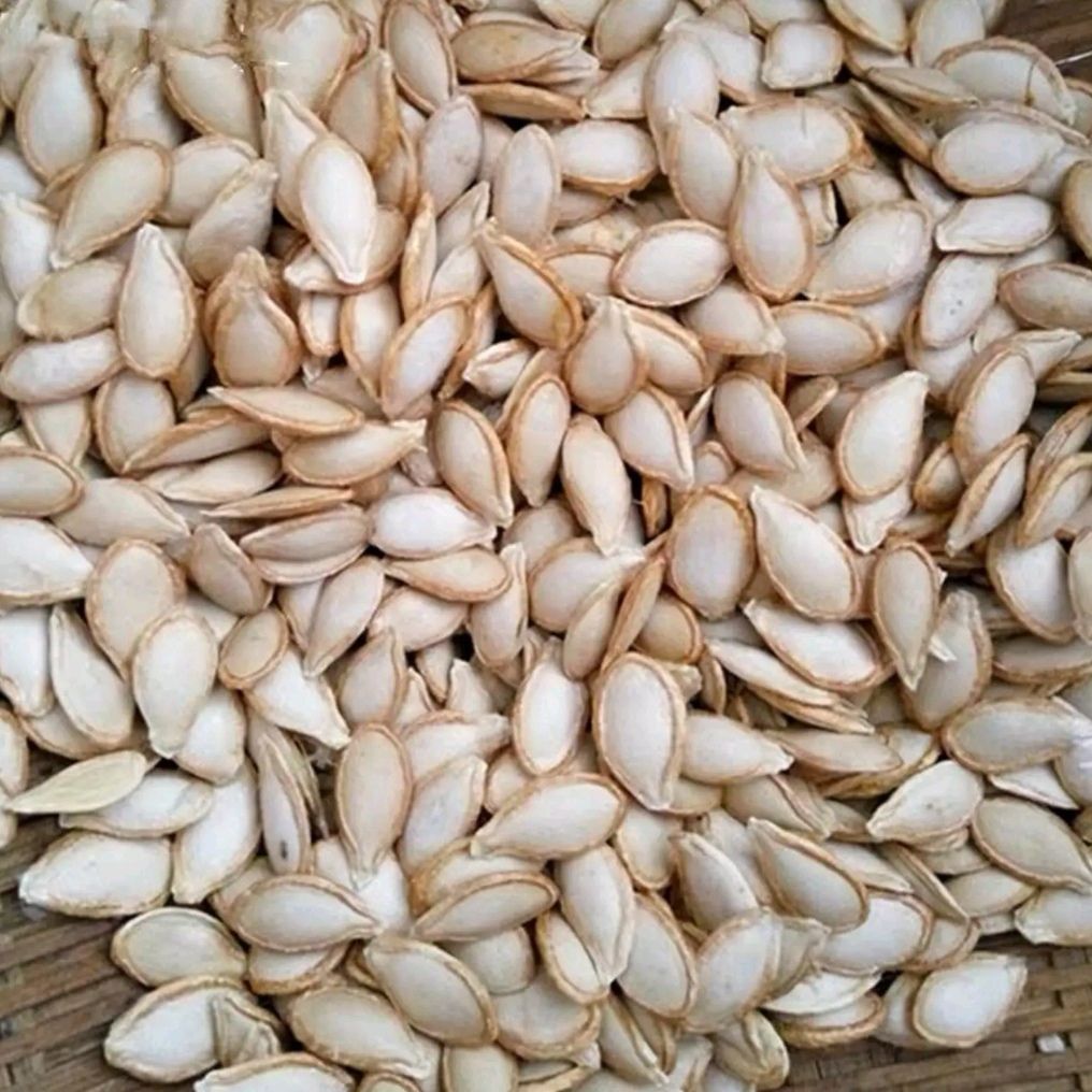 河北本土老南瓜子，生南瓜子，大中小分选南瓜子大量批发