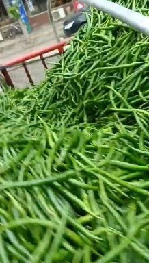 仁寿县二荆条  现折现卖线椒
