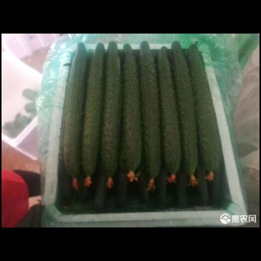 石家庄黄瓜