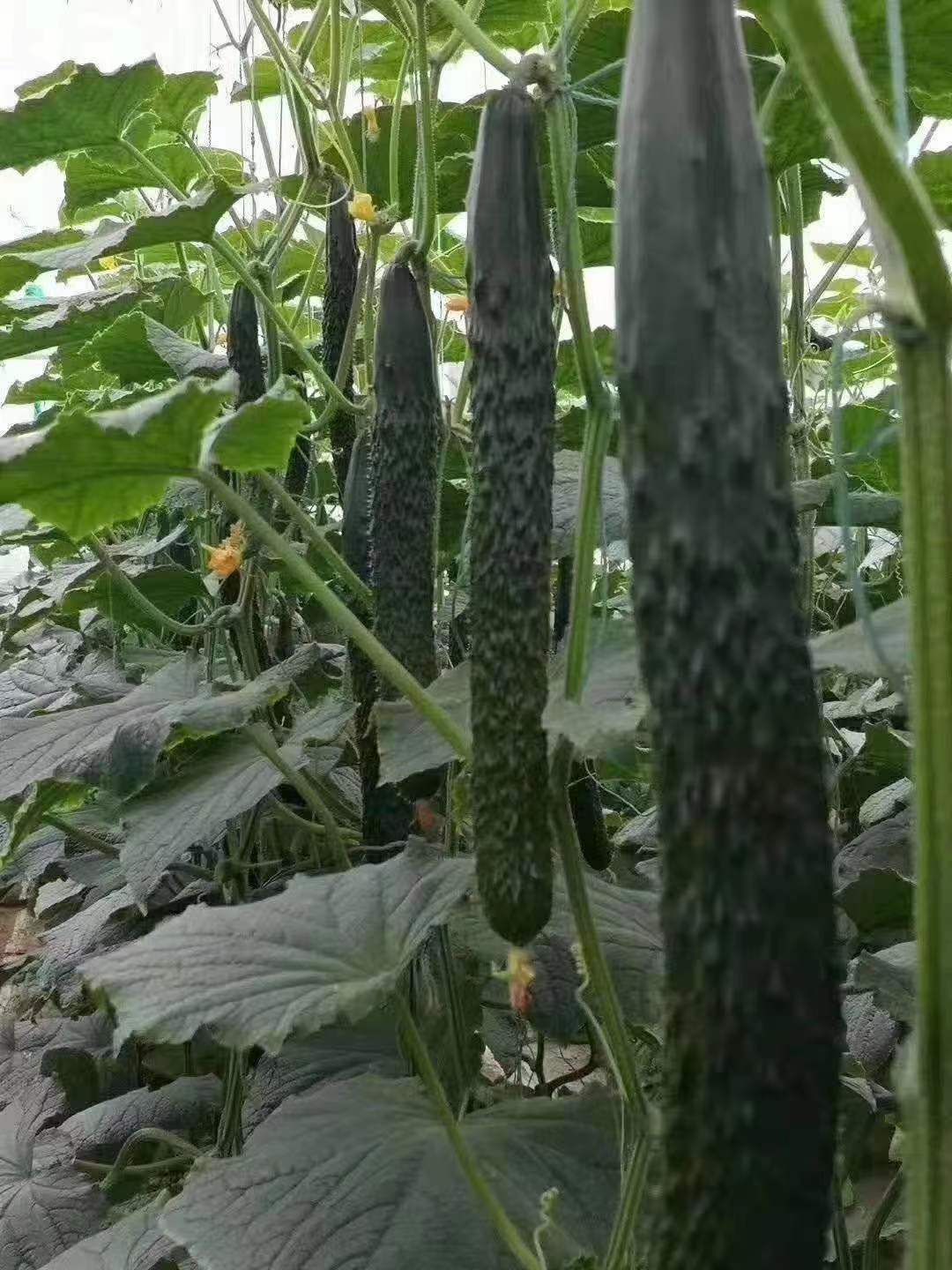 黄瓜种苗  天津科润强磁抗病毒耐高温嫁接黄瓜苗