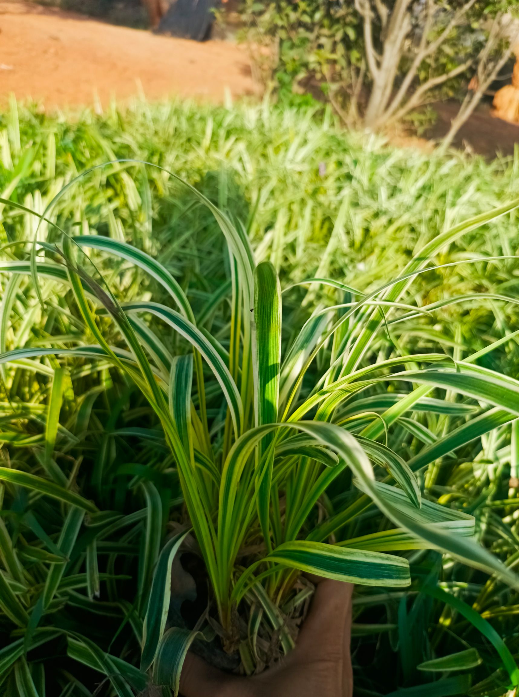 金边麦冬花 苗圃常年供应各种规格金边麦冬草