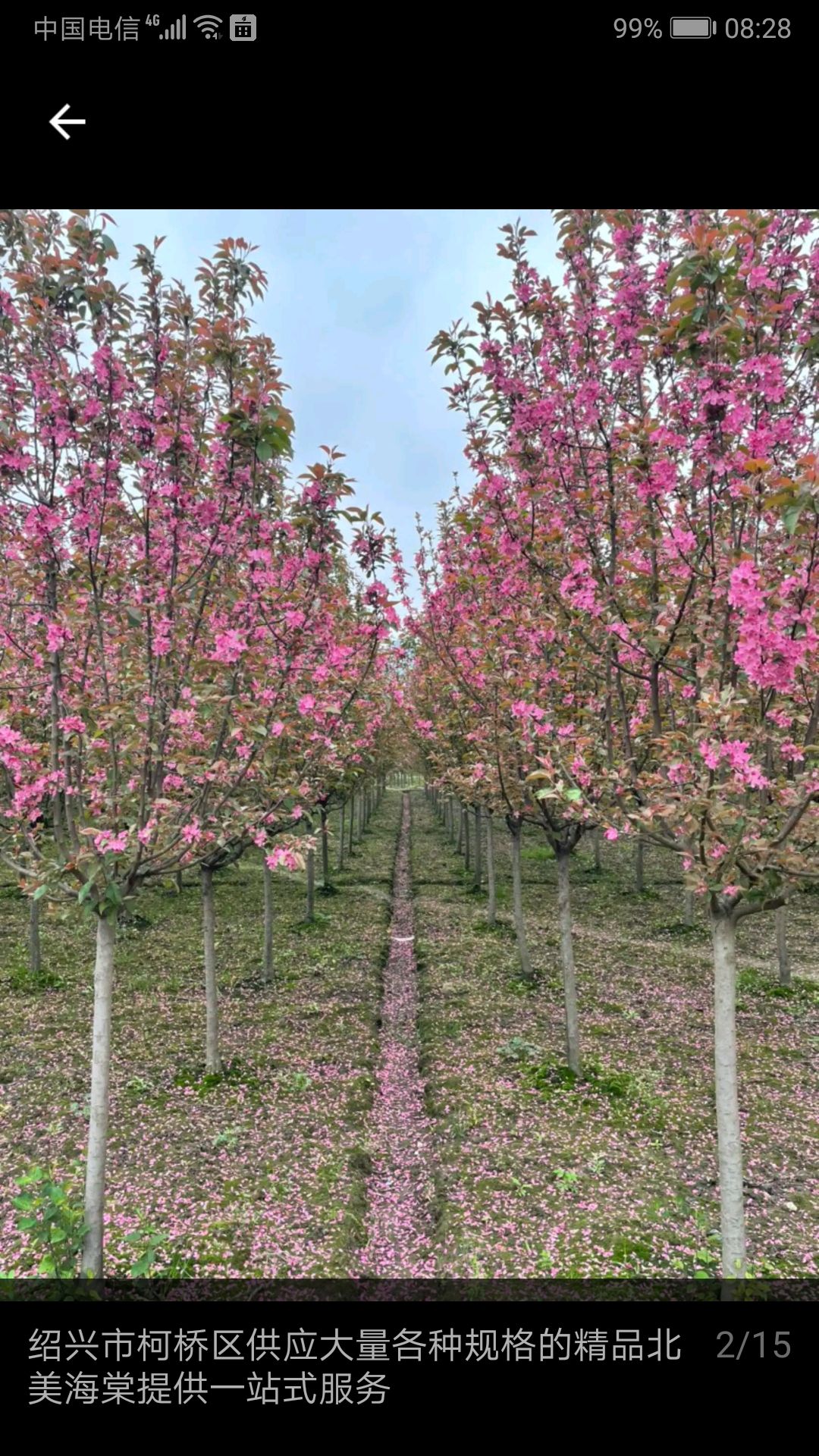 桂花树 海棠