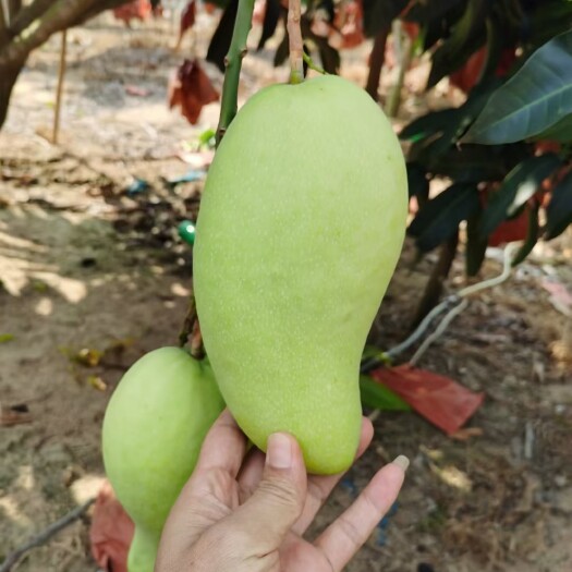 乐业县大青芒 芒果