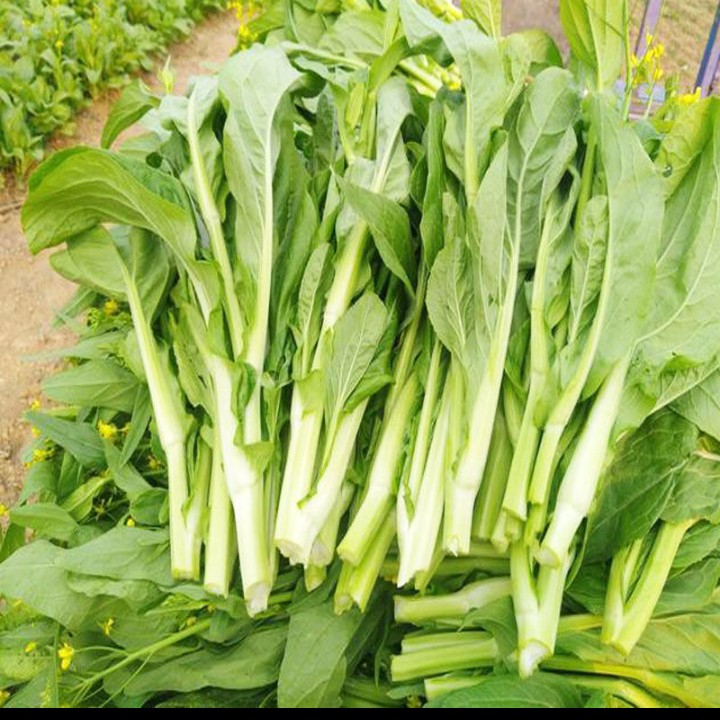 白菜苔浙江省温州市乐清市