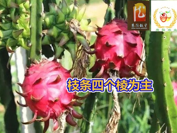红水晶火龙果苗、优质火龙果品种、口感佳、品质超群，做精品市场