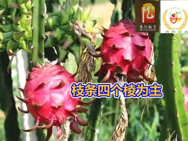 仪陇县红水晶火龙果苗、优质火龙果品种、口感佳、品质超群，做精品市场
