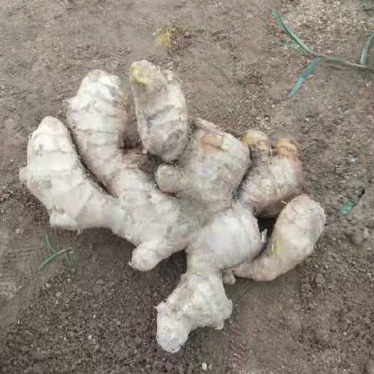 潍坊山东大黄姜