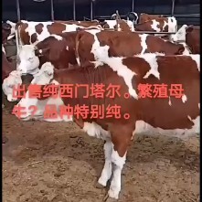 东丰县西门塔尔牛 400-600斤 统货 