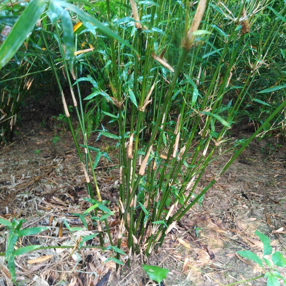 小琴丝竹  观音竹，小青竹