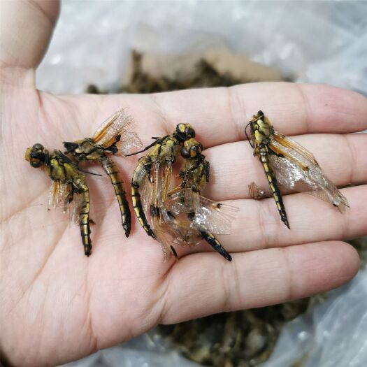 中药材 蜻蜓 黄蜻蜓 干蜻蜓  药用黄蜻蜓500克